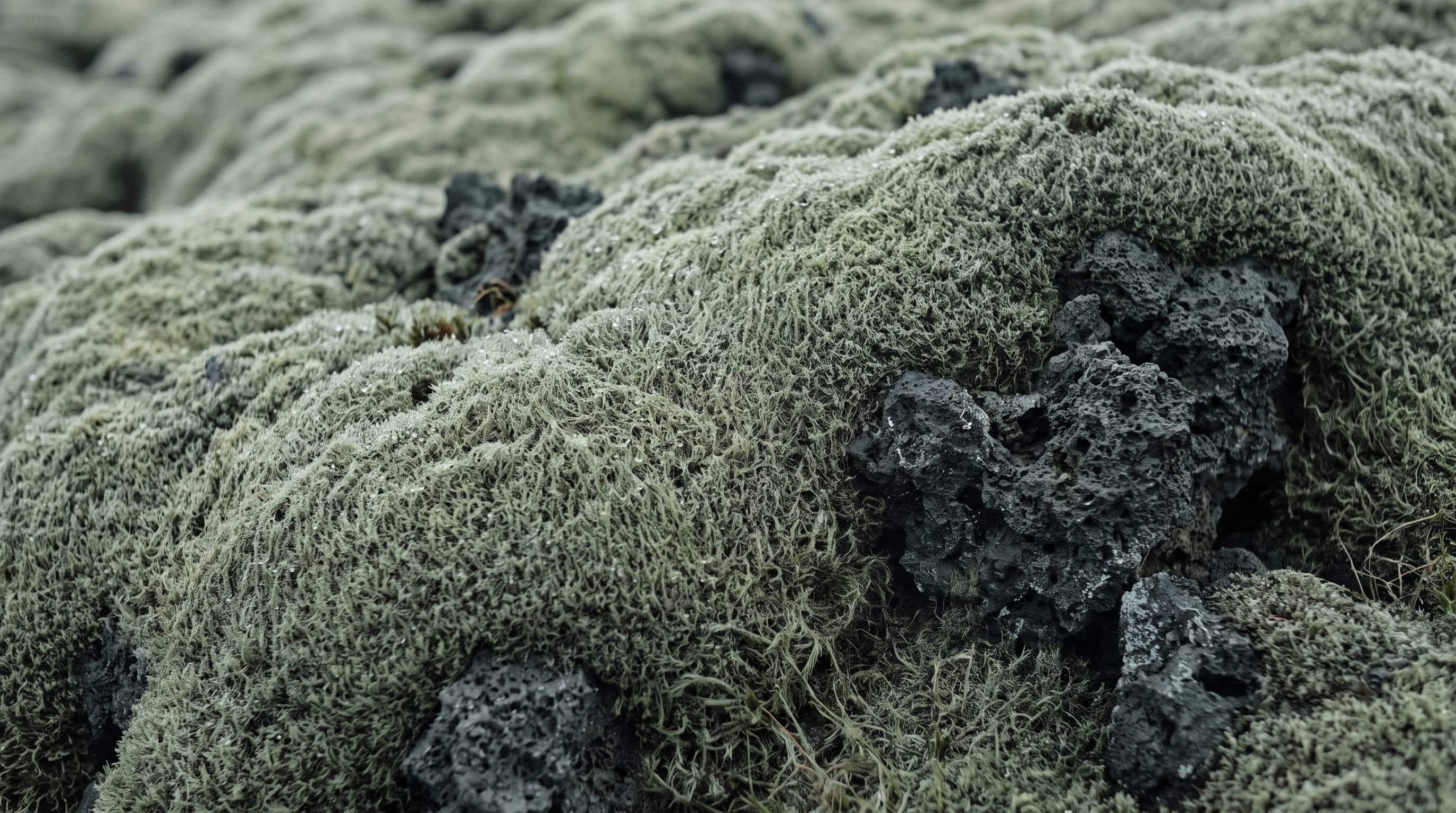Moss and volcanic rock in Iceland